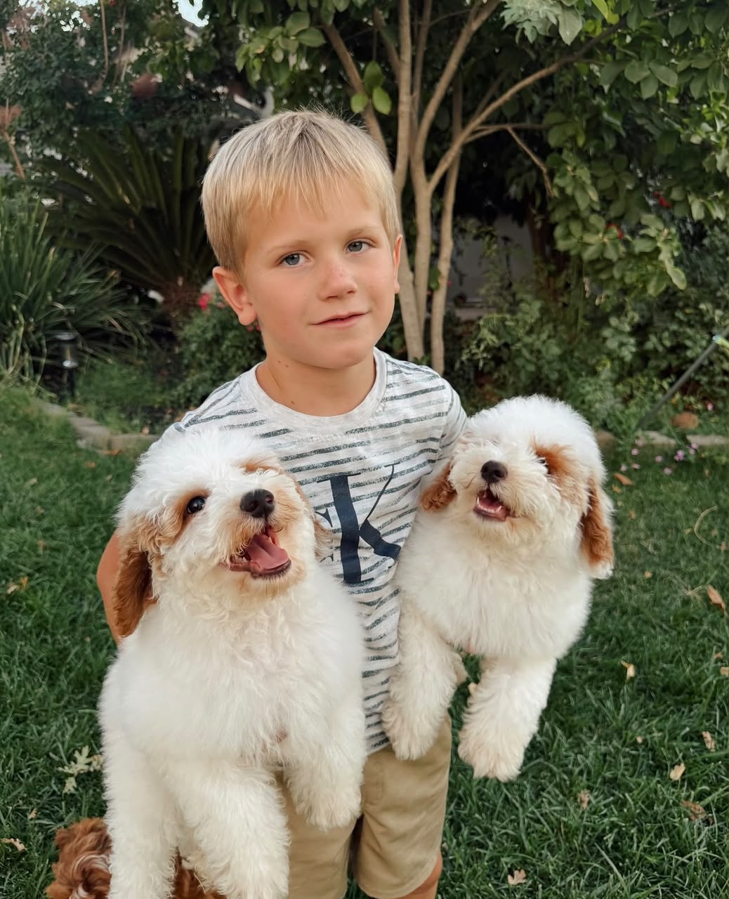A majestic Golden Doodles